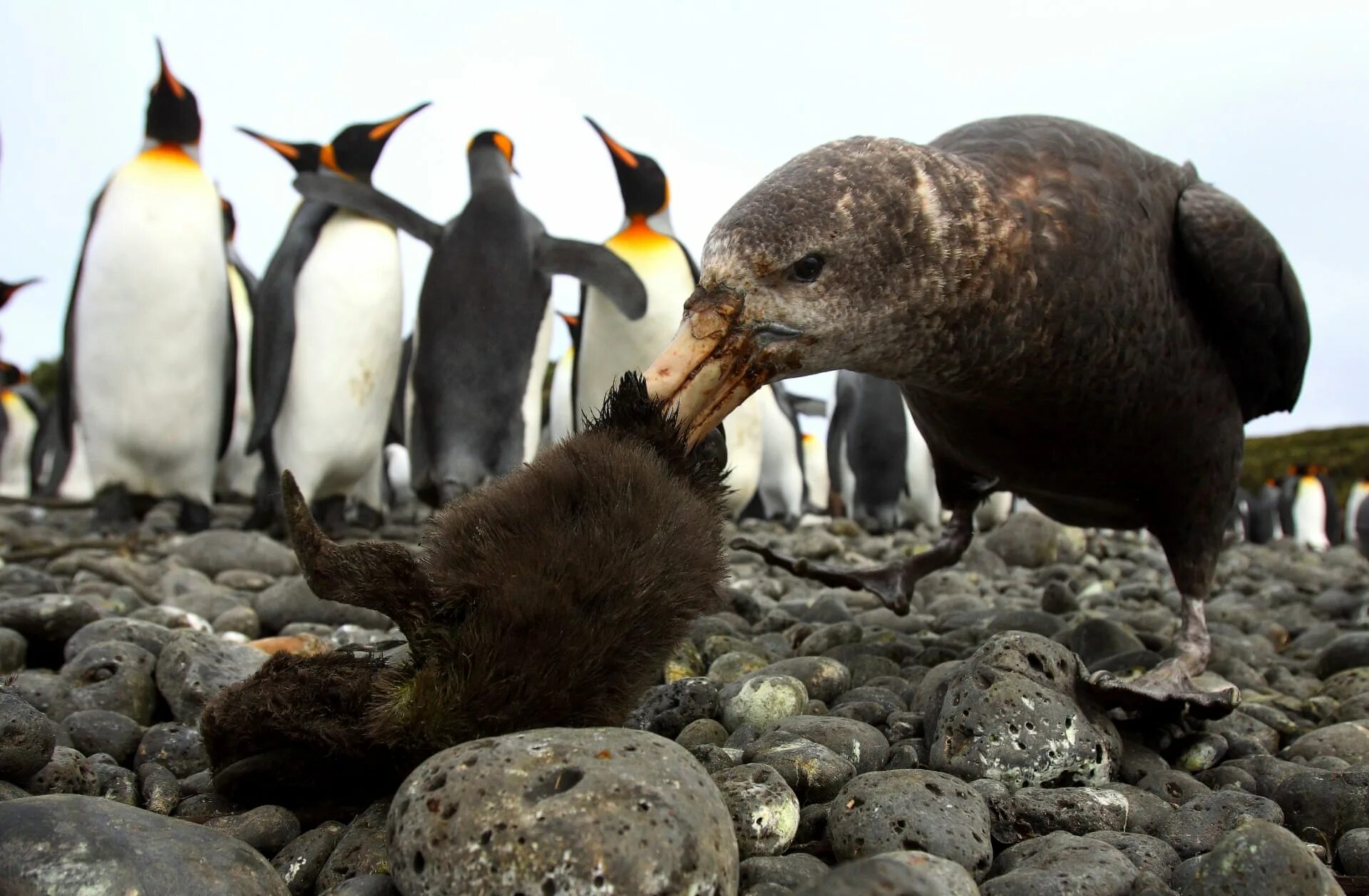 Пингвин является птицей. У птиц есть молоко. Открытый клюв пингвина. Пингвин является птицей. Птенец императорского пингвина.