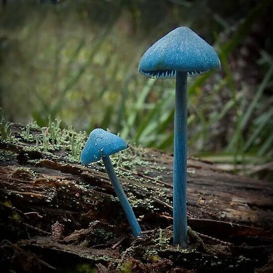 Живой синий гриб. Гриб Энтолома голубая. Синий гриб Энтолома. Голубая Мицена. Голубой гриб Entoloma hochstetteri.