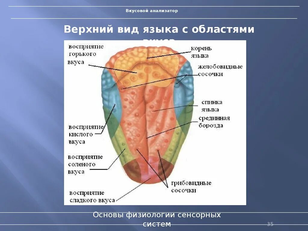 Какой участок языка воспринимает. Вкусовой анализатор строение. Вкусовой анализатор строение физиология. Строение анализатора вкуса. Строение языка рецепторы вкуса.