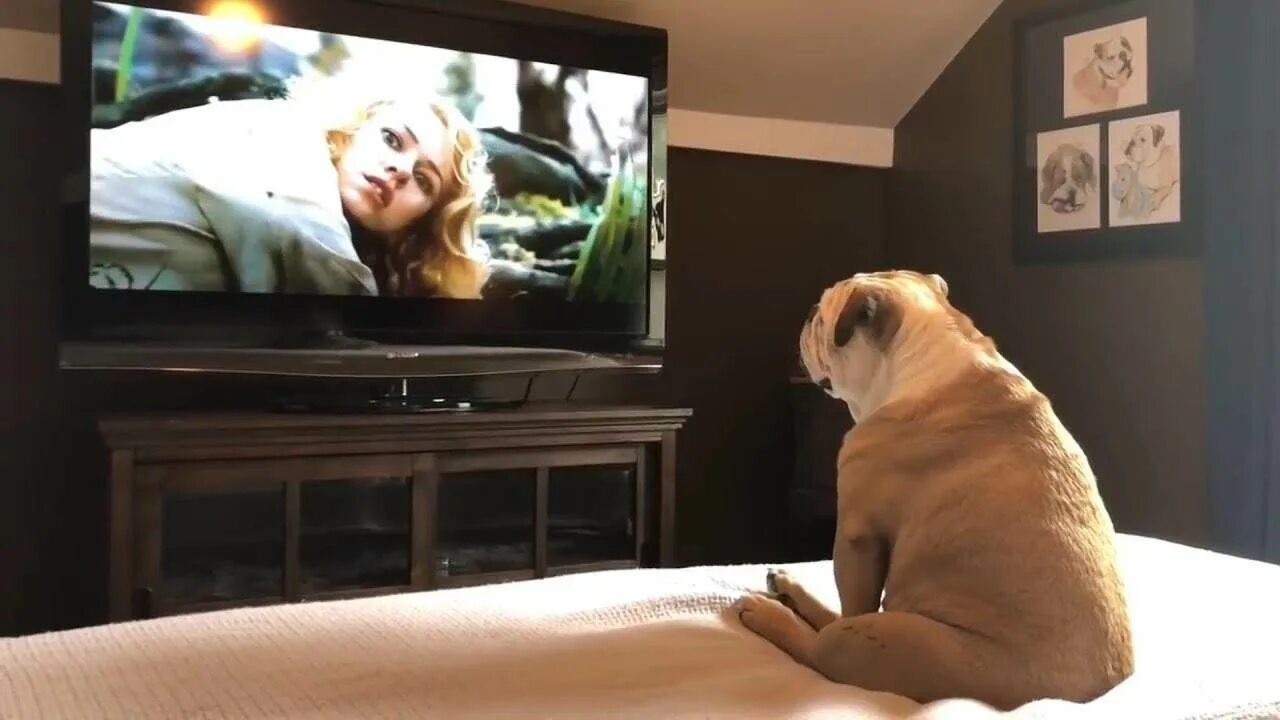 Собака и телевизор. Собака перед телевизором. Кот перед телевизором. Собака перед Телеком.
