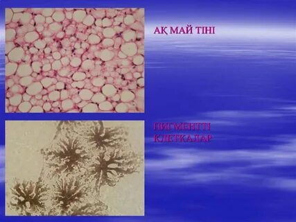 Баланың порно трансформациясы