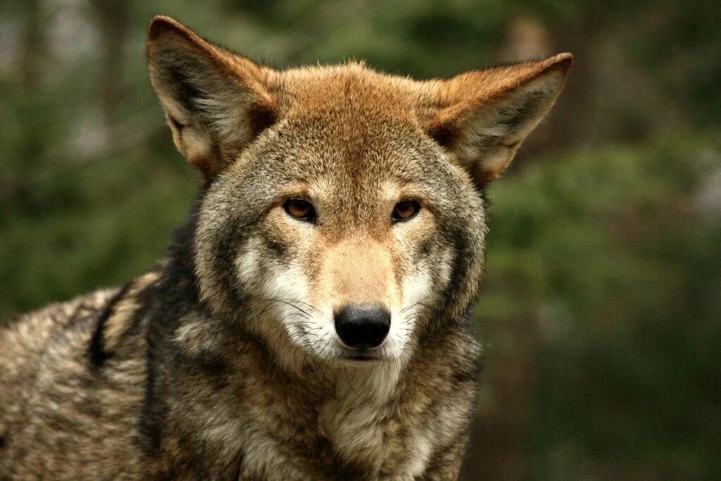 Ред вольф. Флоридский рыжий волк. Canis Rufus. Красный волк. Рыжий волк волк.