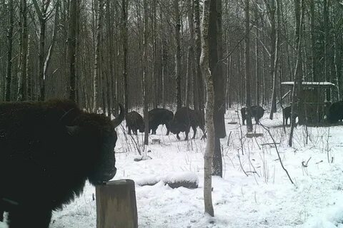 Зубры в орловском полесье