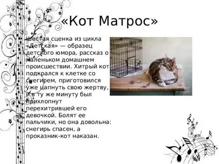 Кот матрос корм