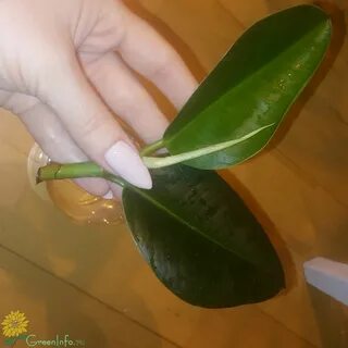 Фикус как взять
