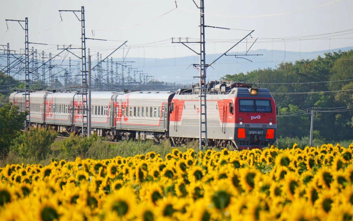 Поезд в Анапу. Электрички в Анапе. Подсолнух на фоне поезда. Новые поезда в Анапу. Туры в анапу на поезде