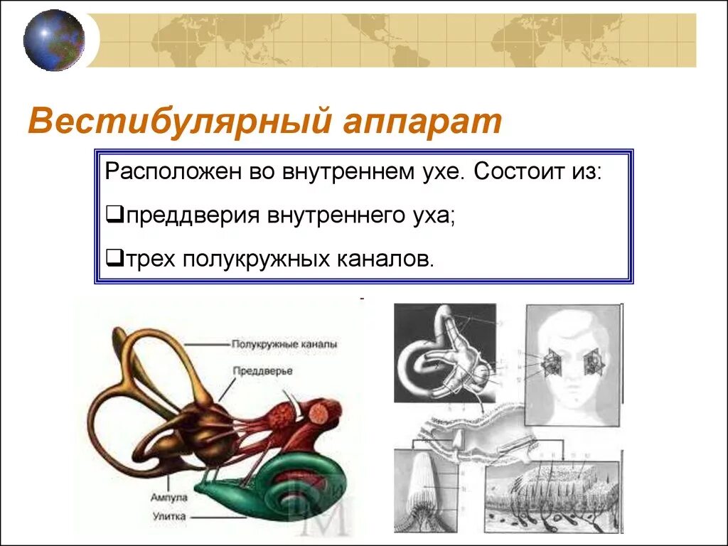 Какого значение вестибулярного аппарата. Вестибулярны йаапарат. Вестибулярный аппарат человека. Полукружные каналы внутреннего уха ампулы. Где находится вестибулярный аппарат.