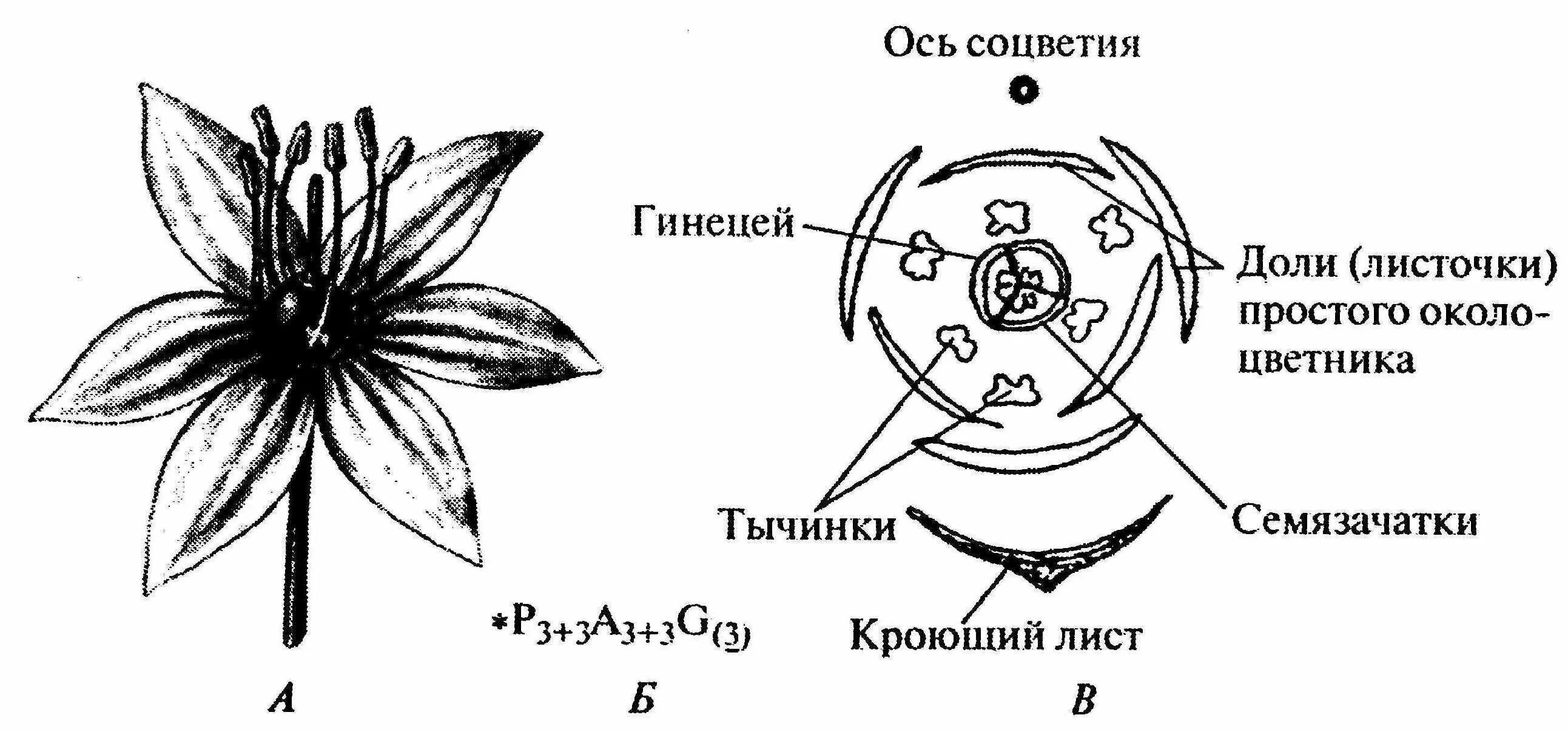 Число чашелистиков у однодольных