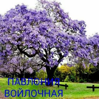 Павлоний