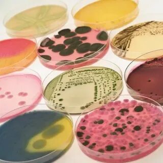 Marché des services de tests microbiologiques