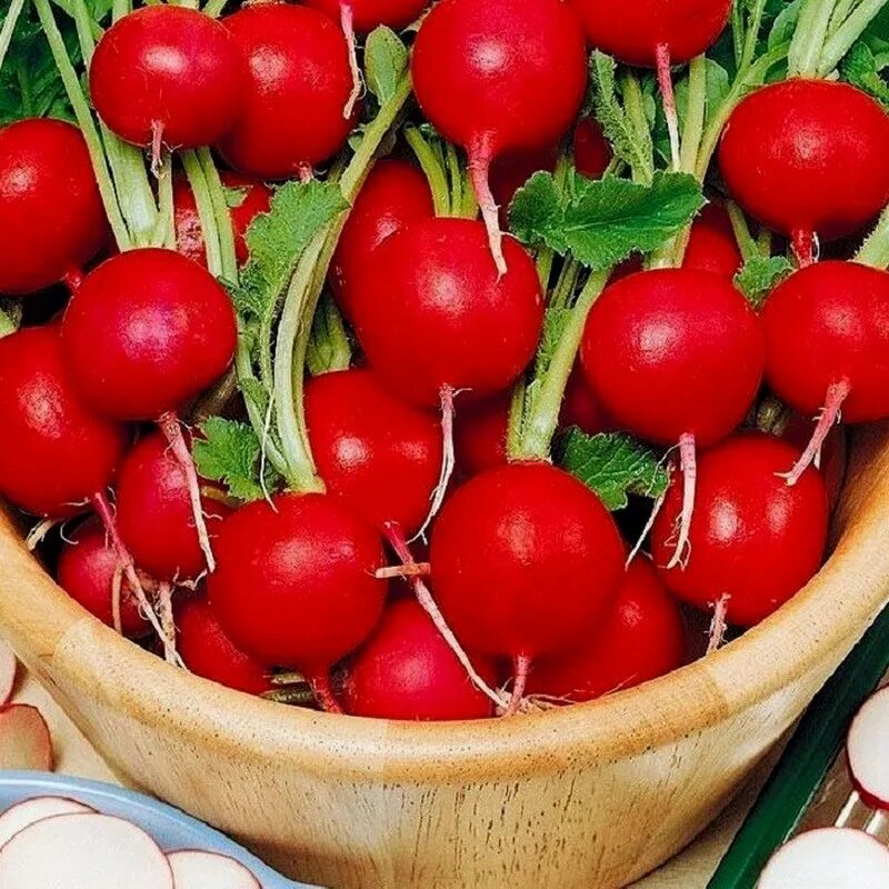 Редис снегирек. Редис стеллар.