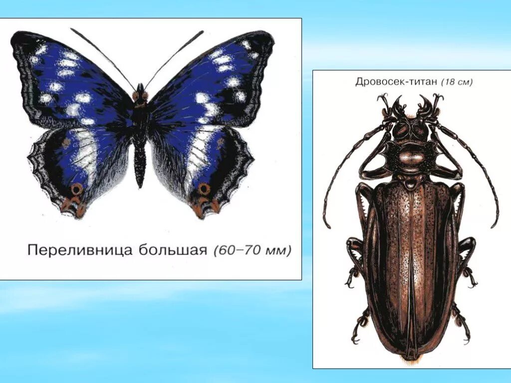 Название 1 жуков. Жук дровосек Титан. Название Жуков и бабочек. Жуки окружающий мир 1 класс. Бабочки и жуки окружающий мир.