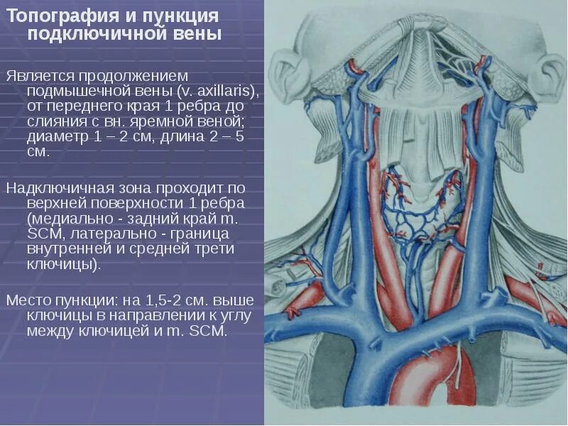 Правая подключичная вена. Подключичная Вена (Vena subclavia). Внутренняя яремная Вена топография. Подключичная Вена топография. Внутренняя яремная Вена анатомия кт.