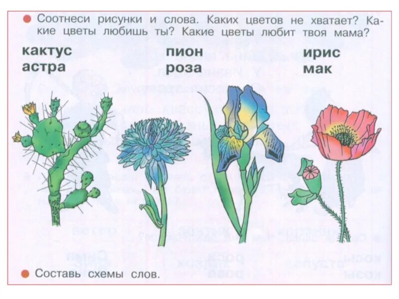 Слоги в слове цветы. Соотнесите рисунки и схемы цветы. Схема слова Кактус. Ирисы звуковая схема. Схема пион 1 класс.