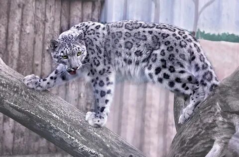 Барс рядом со мной