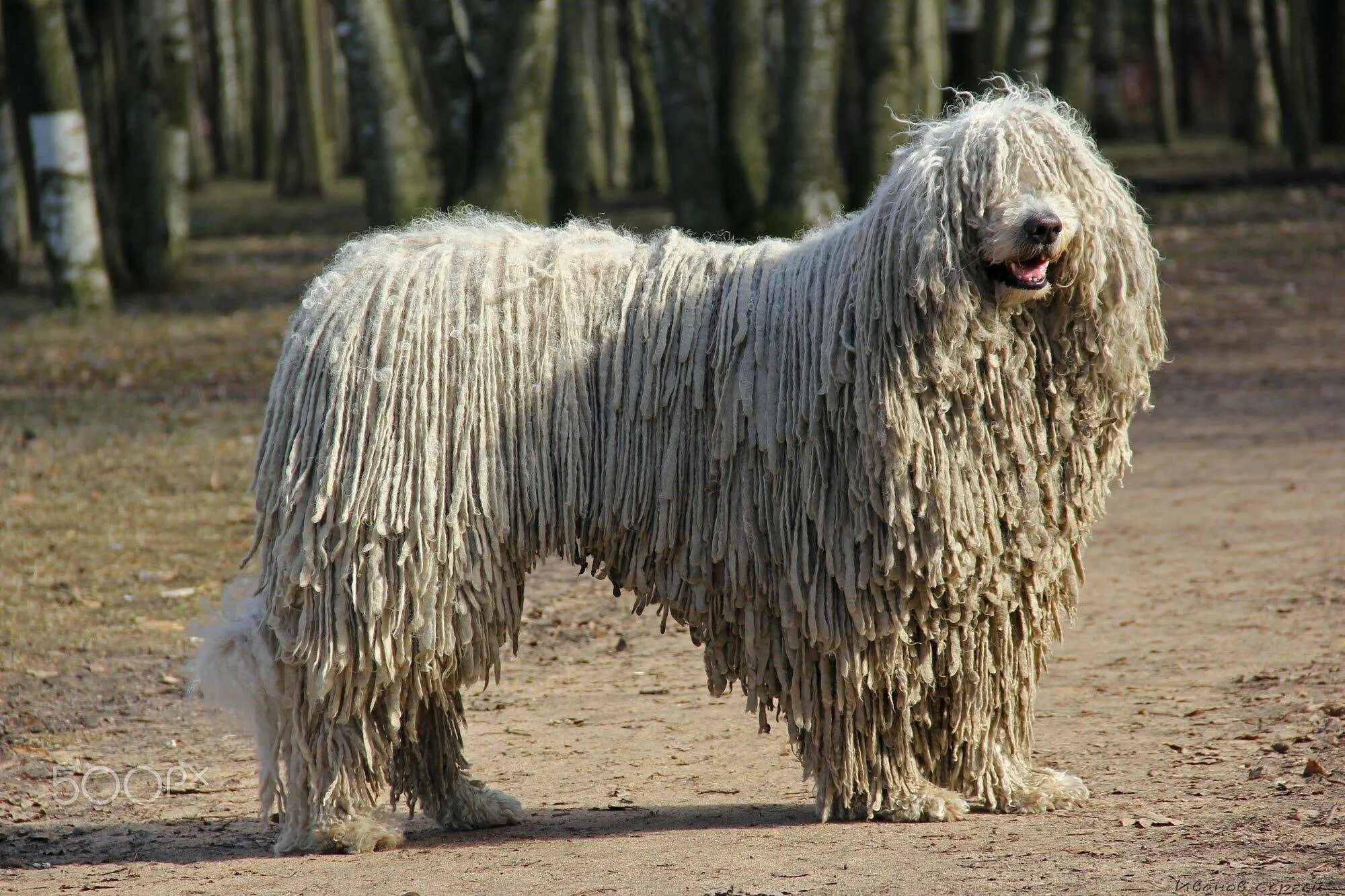 Как называется длинная порода собак. Венгерская овчарка Командор. Собака Комондор венгерская овчарка. Комондор – венгерская порода овчарок. 12. Комондор (венгерская овчарка).