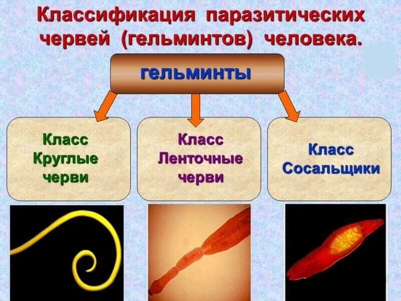 Паразиты перечислить