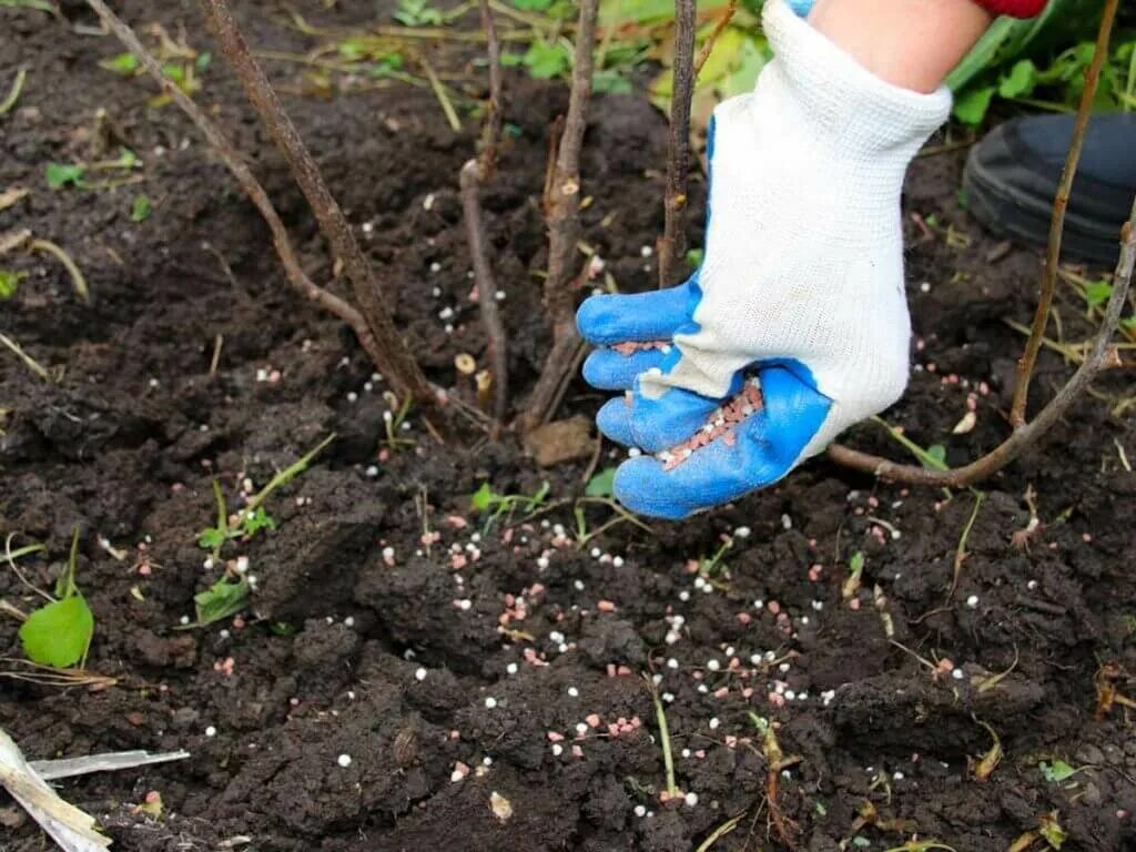 Удобрения осенью для деревьев и кустарников. Подкормить весной. Удобрение для водных лилий. Подкормка газона. Внесение удобрений под деревья.