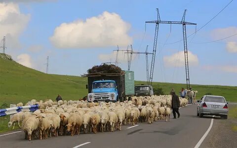 Отар дубровка