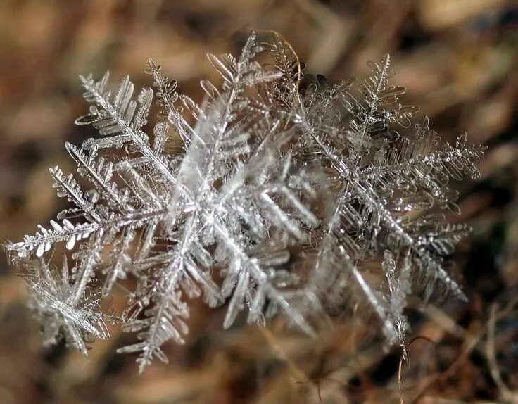 Dragon ball frost x hit. Dragon ball фрост. Иней. Frost gold dragon ball. Greytonano titan.