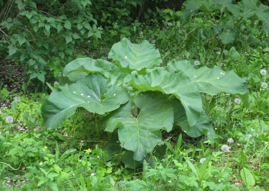 Лопух большой - arctium lappa l. Лопух большой репейник. Лапух. Лопух обыкновенный. Репей лопух.