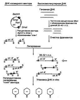 Космиды это плазмиды