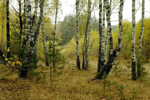 Весной леса и поля ждут
