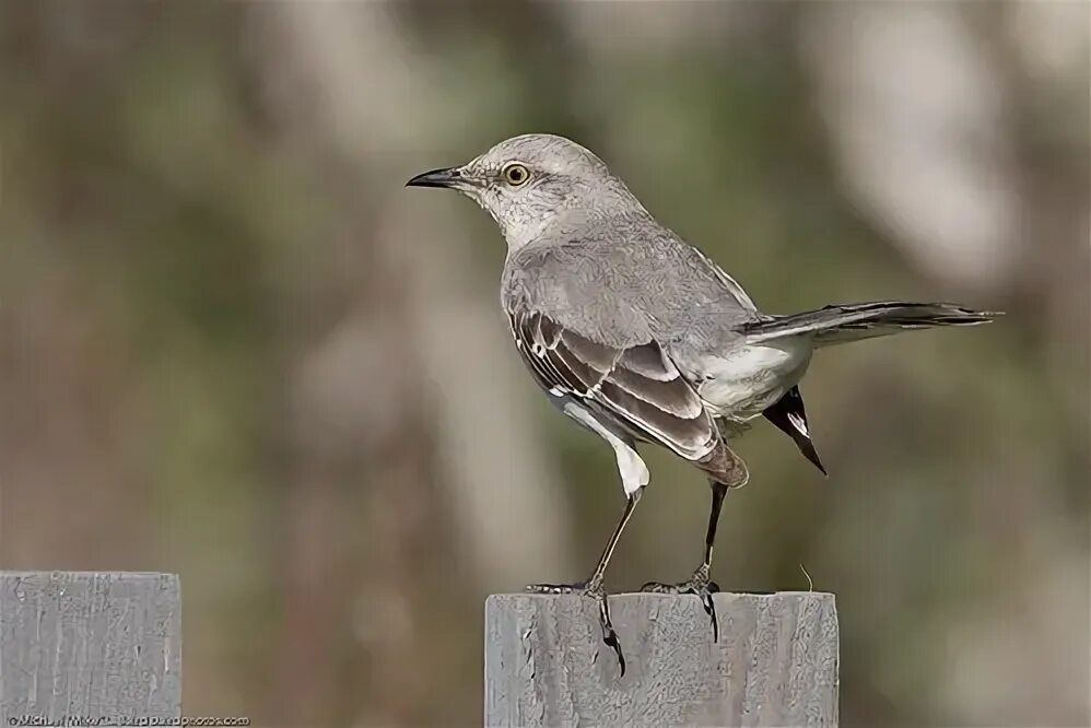 Mockingbird reman. Mockingbird reman