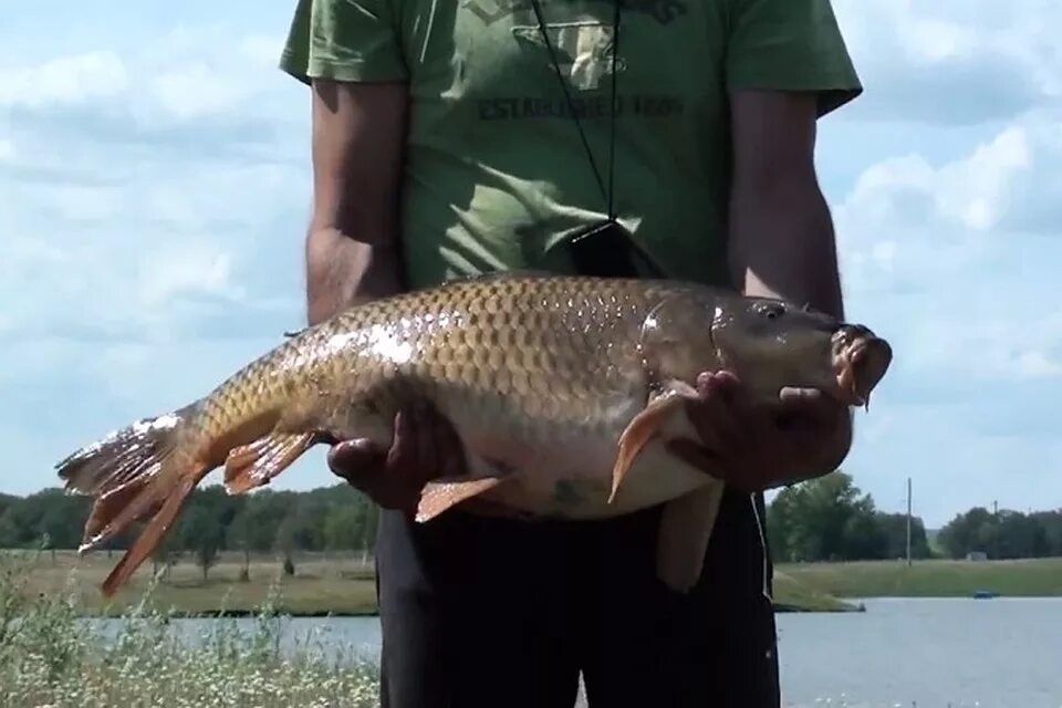 Какая рыба водится в башкирии. Карп 12 кг. рыбалка в башкирии. рыбы башкирии. самая большая рыба в башкортостан.