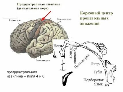 Какая нервная система управляет корой больших полушарий
