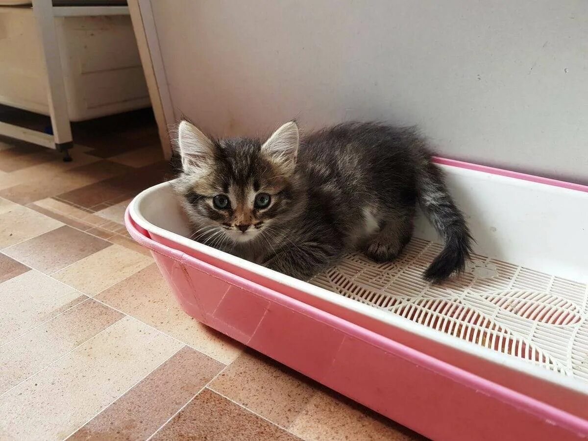 Котенок живет в доме. Кошка дома. Котики в кукольных домиках. Котенок живет в доме. Котенок живет в доме.