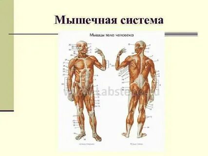 Типы строения органа