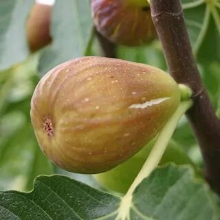 Инжир медовый описание сорта