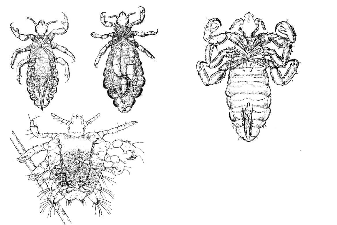 Головная вошь (Pediculus humanus capitis). Головная вошь Имаго. Платяная вошь и головная вошь. Самка головной вши рисунок