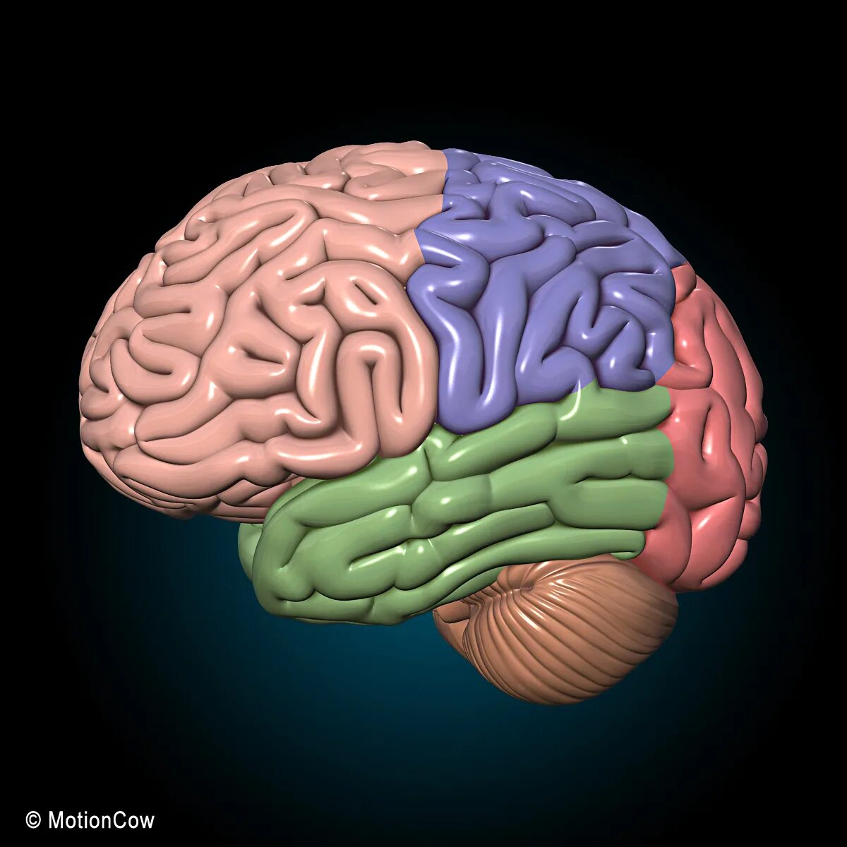 Brain contain. Искусственный мозг. игра brain. игрушка для мозгов.