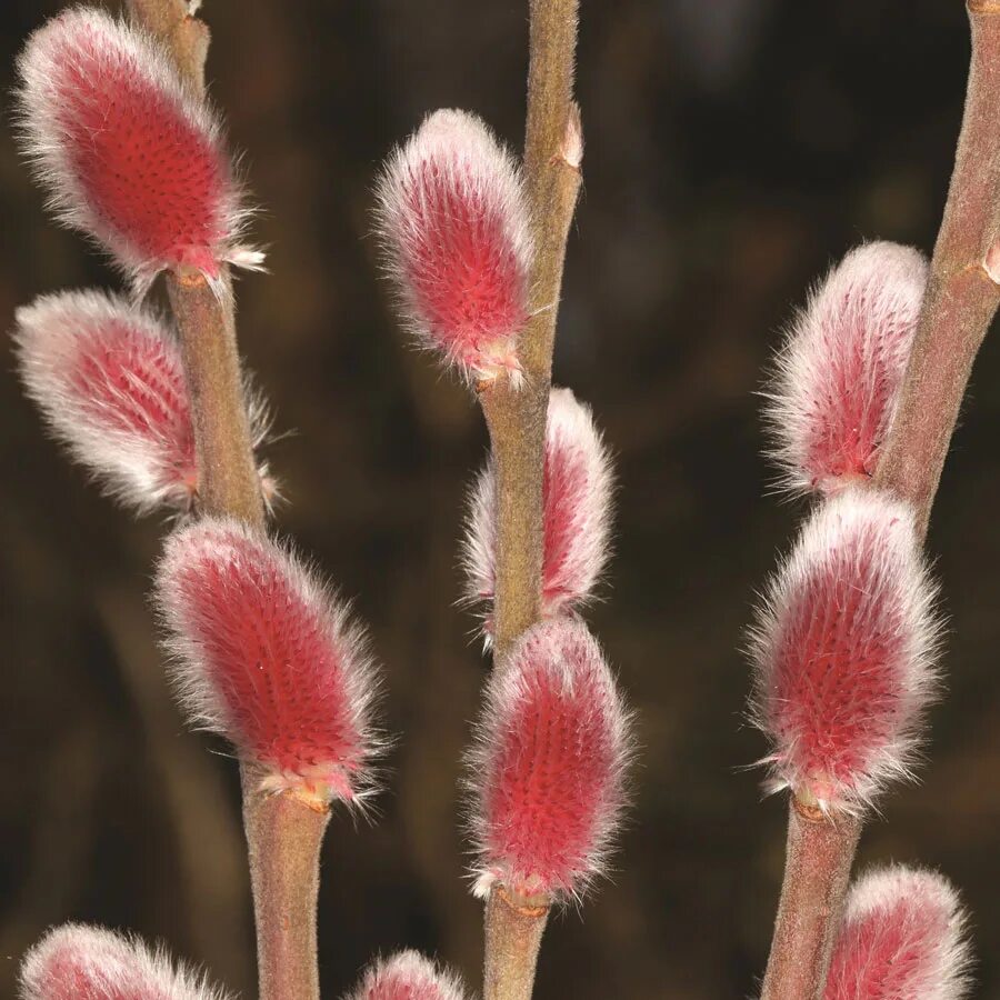 Ива тонкостолбиковая Маунт АСО. Ива тонкостолбиковая Маунт АСО (Salix gracilistyla "Маунт АСО"). Ива тонкостолбиковая MT ASO. Ива тонкостолбиковая Mount ASO (Маунт АСО). Ива тонкостолбиковая маунт