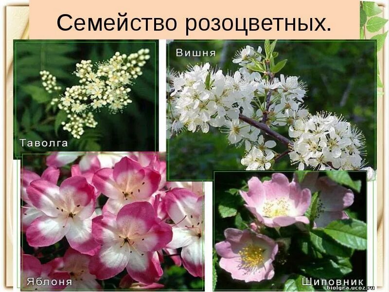 Розоцветные растения список. Розоцветные подсемейства. растения семейства розоцветные. розоцветные спирейные. двудольные розоцветные.