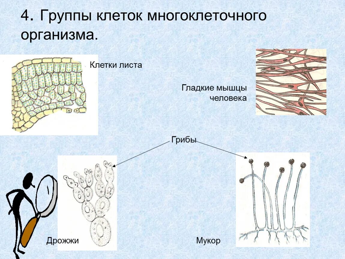 Клетки многоклеточного организма. Группы многоклеточных организмов. Группа клеток. Группа клеток многоклеточного организма рисунок.