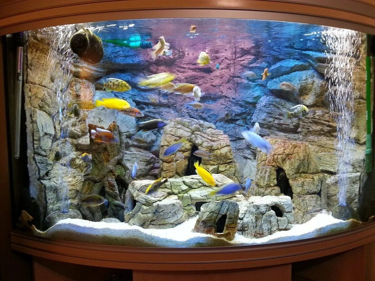 Аквариум внутри. Аквариум внутри. Выставочный зал аквариум челябинск. Аквариум внутри. Красивый пресноводный аквариум.