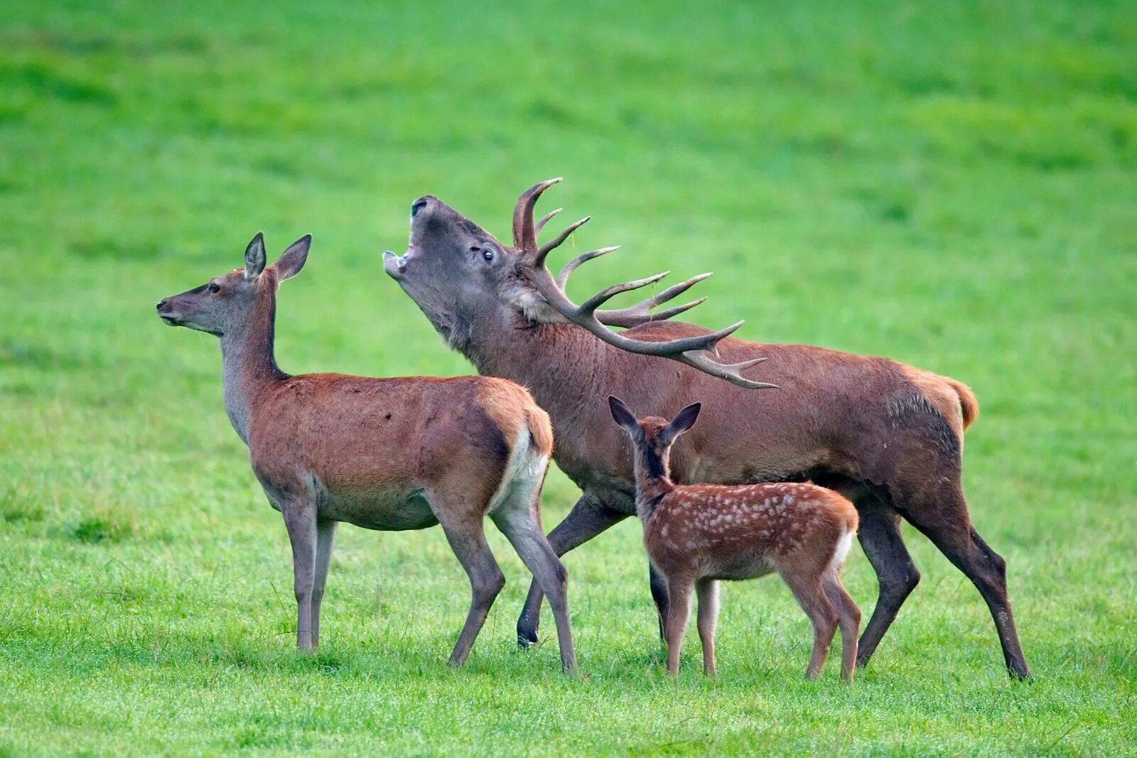 Взрослый самец оленя. Благородный олень (Cervus elaphus). Олененок благородного оленя. Благородный олень и олениха. Благородный олень изюбрь.