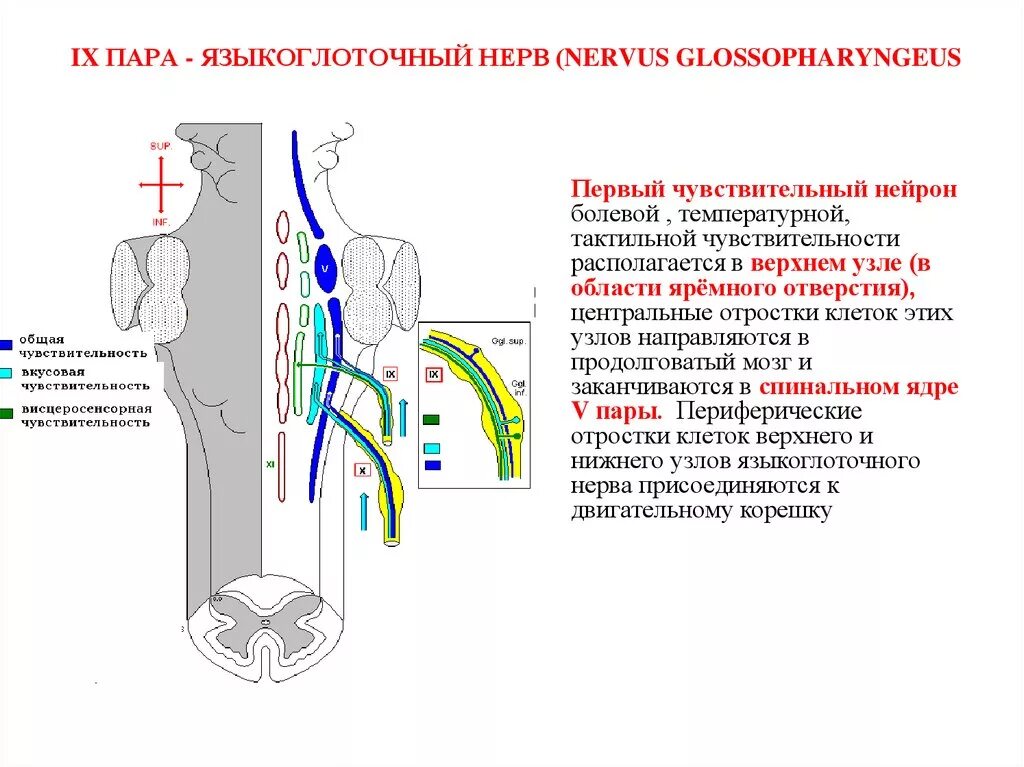 Ix черепного нерва. Языкоглоточный нерв анатомия схема. 9 Пара языкоглоточный нерв. Ветви 9 пары черепных нервов. 9 Пара ЧМН ядра.