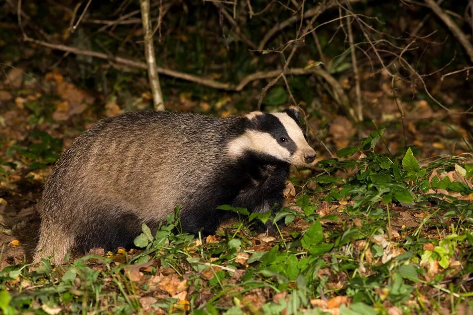 Бурсук ала. Австрия барсук. Барсук (обыкновенный) - meles meles. Барсук обыкновенный. Барсук кавказский заповедник.