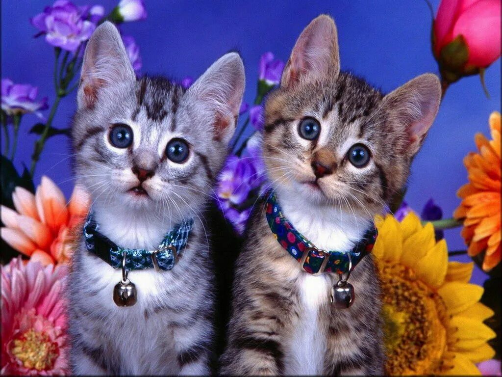 Какие нибудь кошечки. Красивые котята. красивые котики. красивые кошечки. красивые котятки.