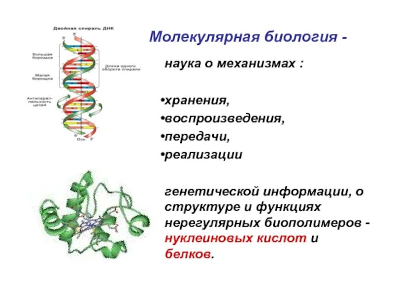 Молекулярно-генетический уровень организации. Молекулярно-генетический уровень организации жизни. Молекулярно генетические биологические системы. Молекулярно-генетический уровень жизни. Молекулярно-генетический уровень организации жизни.