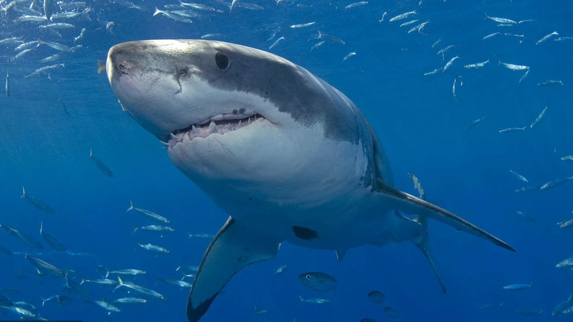 Акула коровы. Carcharodon carcharias. большая белая акула (carcharodon carcharias). атлантическая сельдевая акула. атлантический океан акулы водятся.