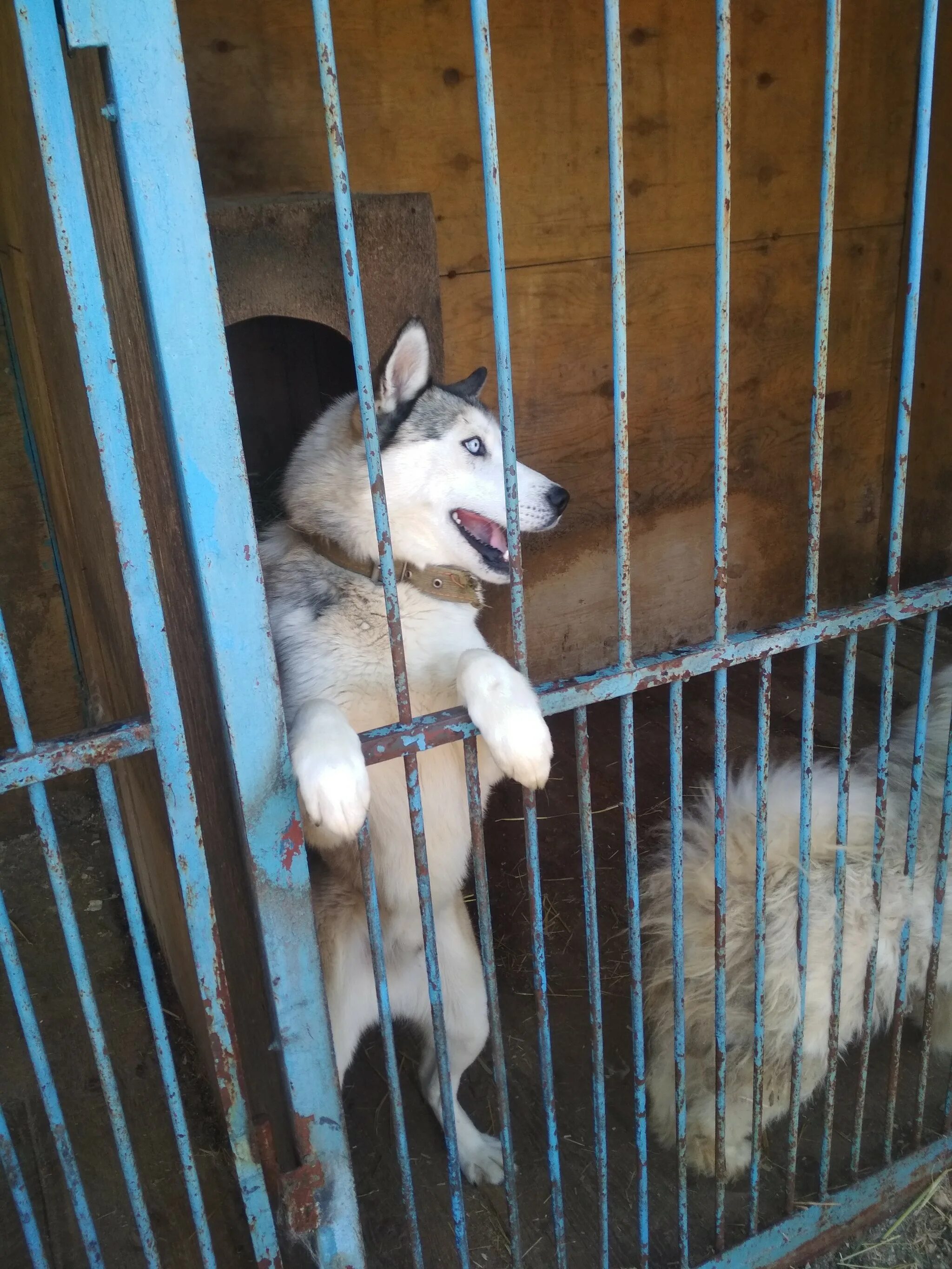 Питомник иркутск сайт. К-9 питомник собак Иркутск. K9 Иркутск. Приют для собак в Иркутске к-9.