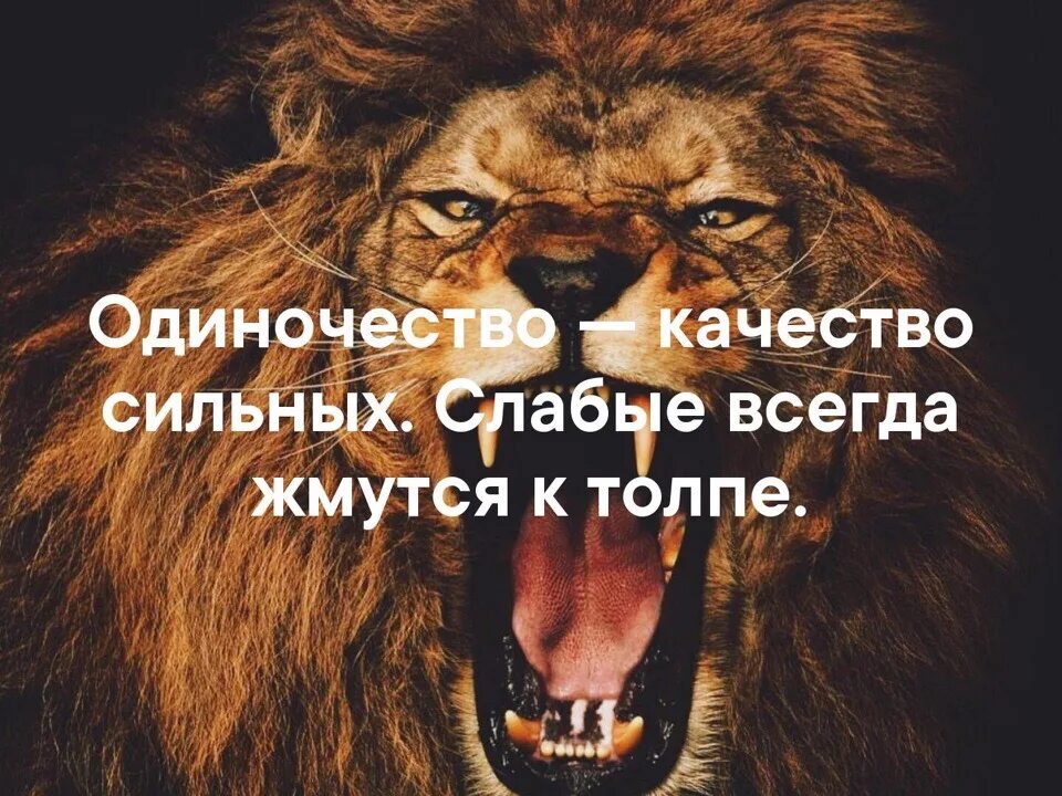 Закон слабого и сильного. Одиночество качество сильных слабые жмутся к толпе. Слабые всегда жмутся к толпе. Одиночество качество сильных слабые. Одиночество сильного человека.