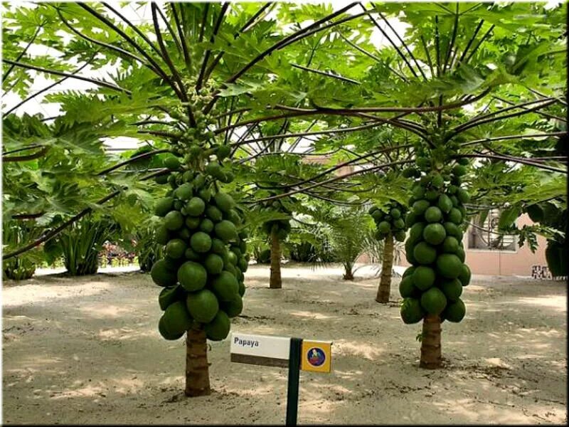 9. Дынное дерево (папайя). Дынное дерево южной америки. Дынное дерево (папайя). Дынное дерево карика папайя.