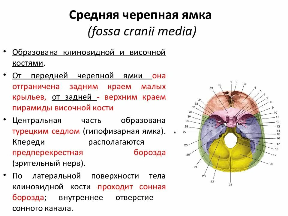 Три черепные ямки внутреннего основания черепа. Анатомия черепа средняя черепная ямка. Передняя черепная ямка образована костями. Средняя черепная ямка. Передняя черепная ямка образована костями.