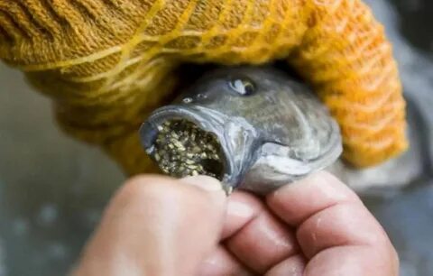 Does it eat fish